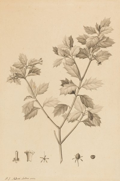 Desfonainia Spinosa, 1787 door Pierre Joseph Redouté